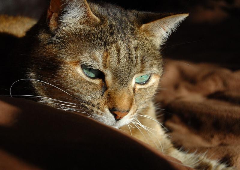 Carousel Slide 1: Norwalk Cat Veterinarian