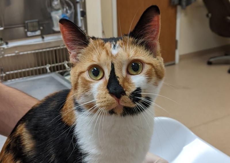 Carousel Slide 4: Norwalk Cat Veterinarian