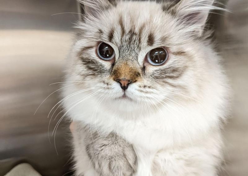 Carousel Slide 2: Norwalk Cat Veterinarian