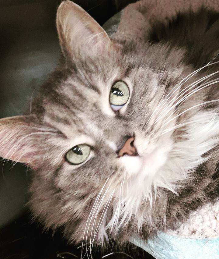 Kat